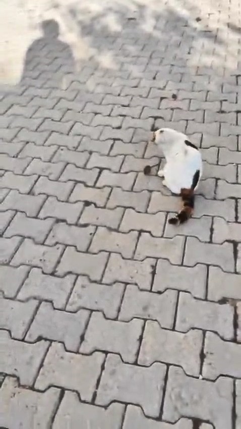 Kedinin fareyle oyunu kamerada