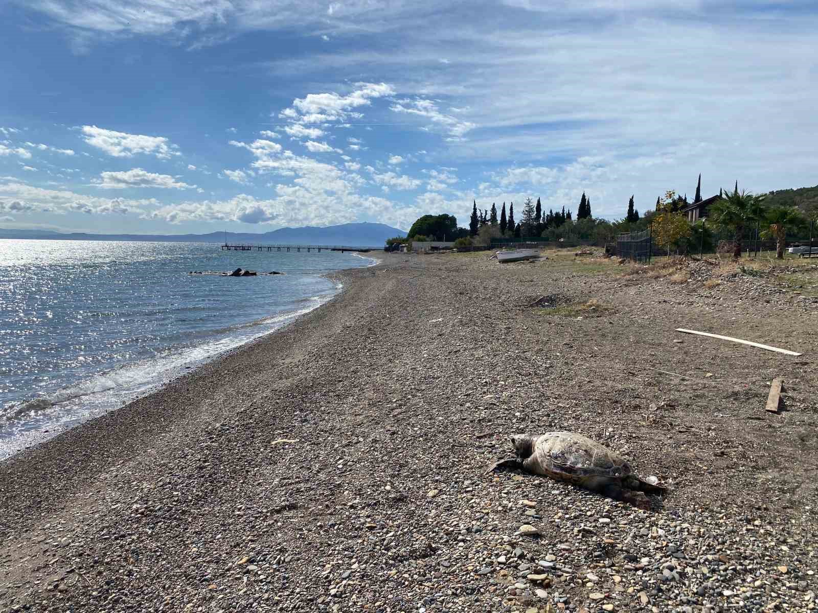 Çanakkale’de sahile ölü caretta carettalar vurdu