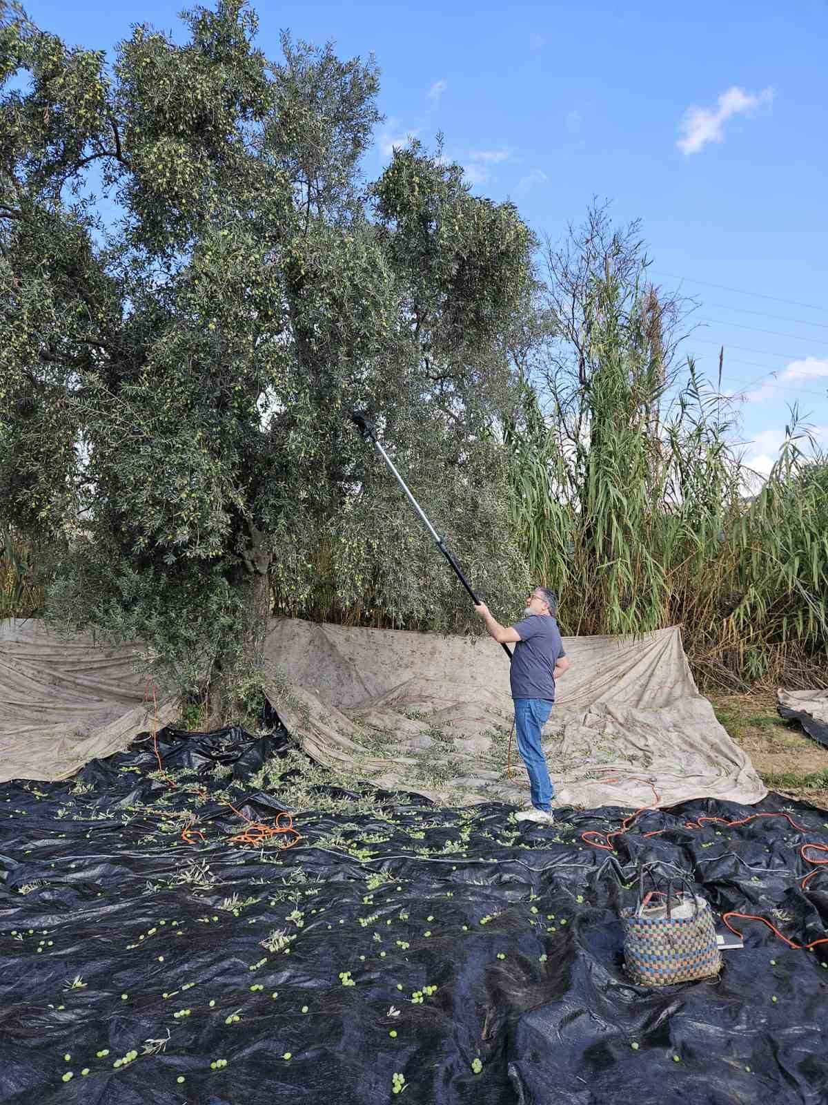 Aydın’da yağışların ardından zeytin hasadı başladı