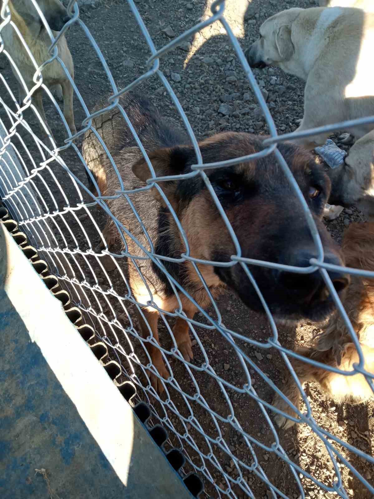 Yozgat’ta köpeğe şiddet uygulayan şahıs gözaltına alındı