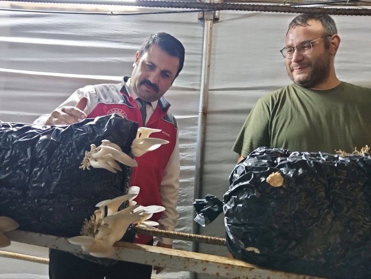 Menteşe’de istiridye mantarı üretimine yerinde denetim