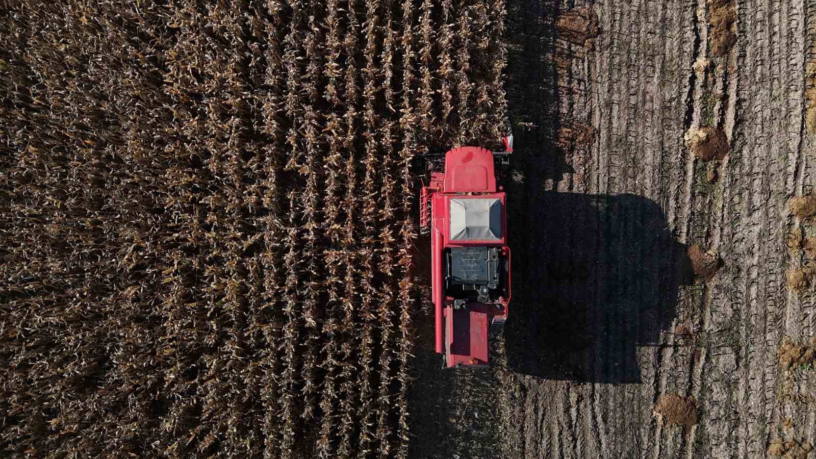 Bolu’da dane mısır hasadı başladı