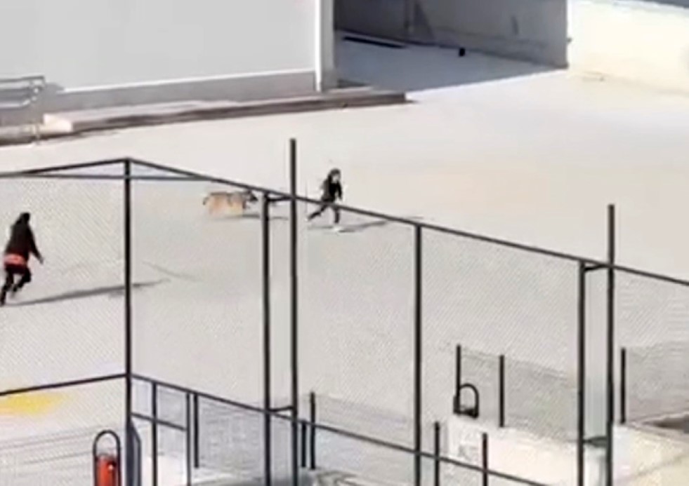 Okul bahçesine giren köpek çocuklara büyük panik yaşattı: O anlar kameraya yansıdı