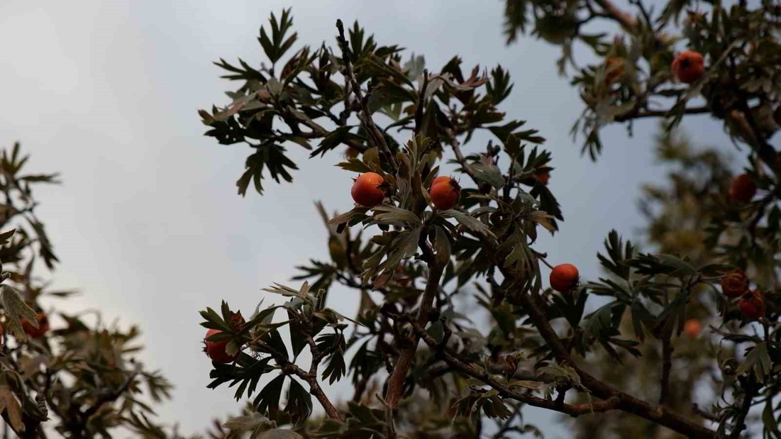 Tatvan’da alıç hasadı