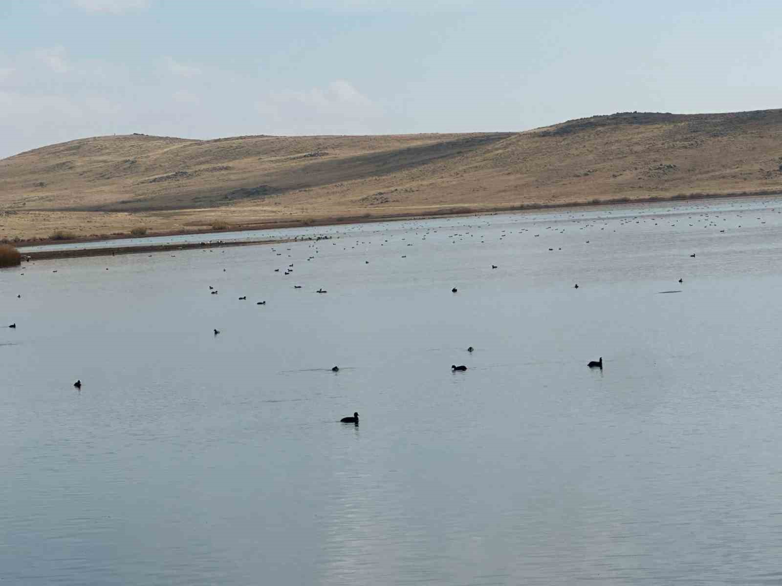 Köyceğiz Göleti’nde yaban ördeklerinden görsel şölen