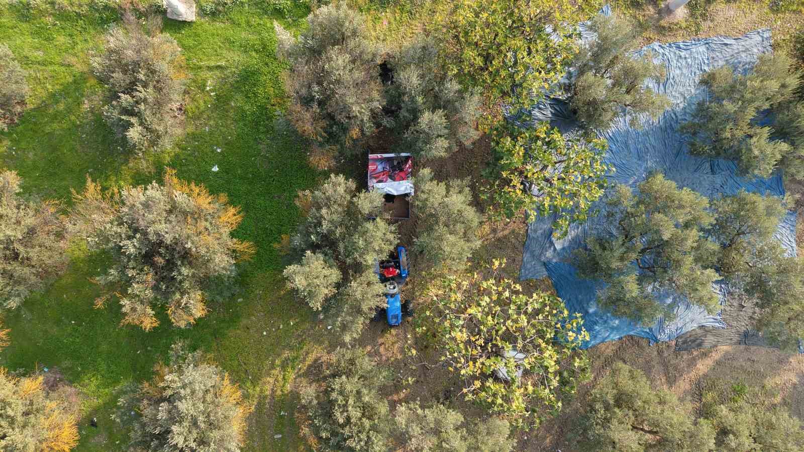 Zeytin hasadı başladı, Marmarabirlik’ten 70 bin tonluk alım ve 50 milyon dolarlık ihracat hedefi