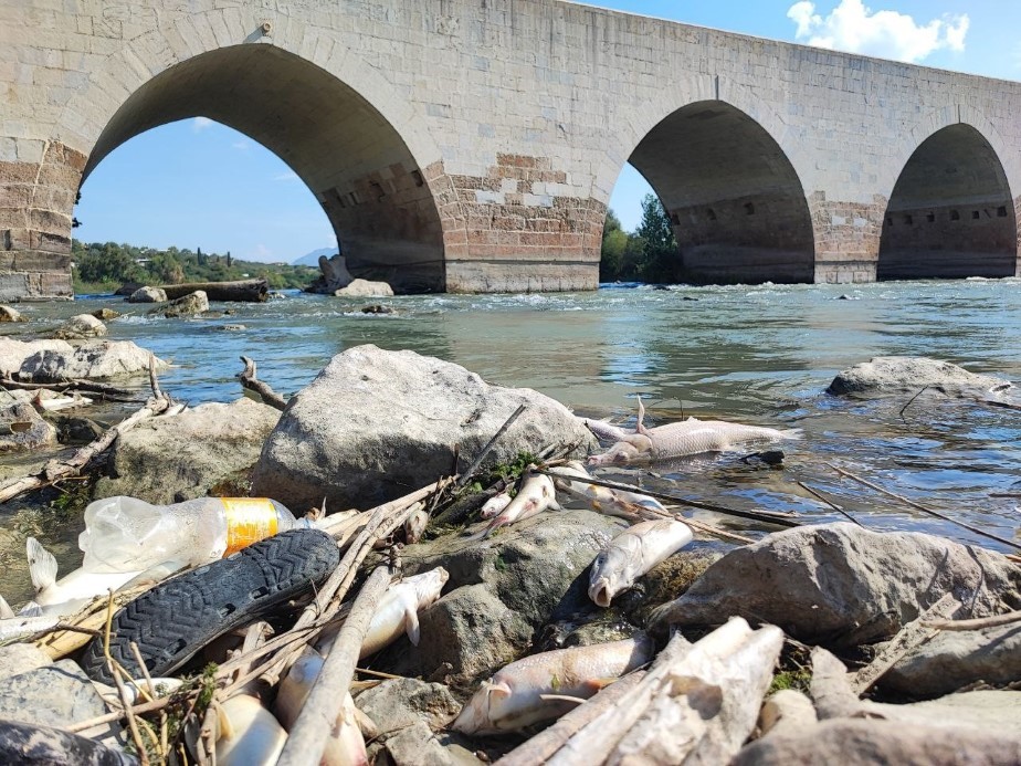 Ceyhan Nehri’ndeki toplu balık ölümlerinin nedeni ağır metal çıkmadı