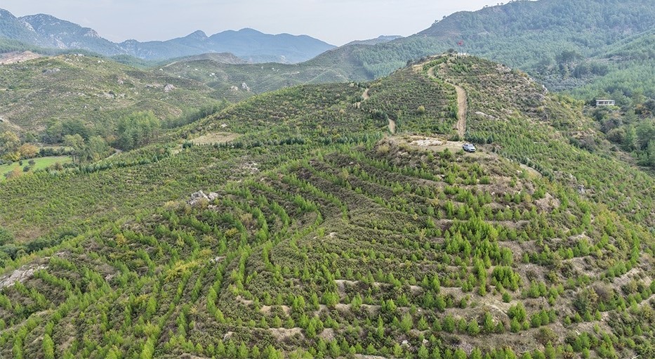 Dalaman’da 6 yıl önce dikilen fidanlar ormana dönüştü