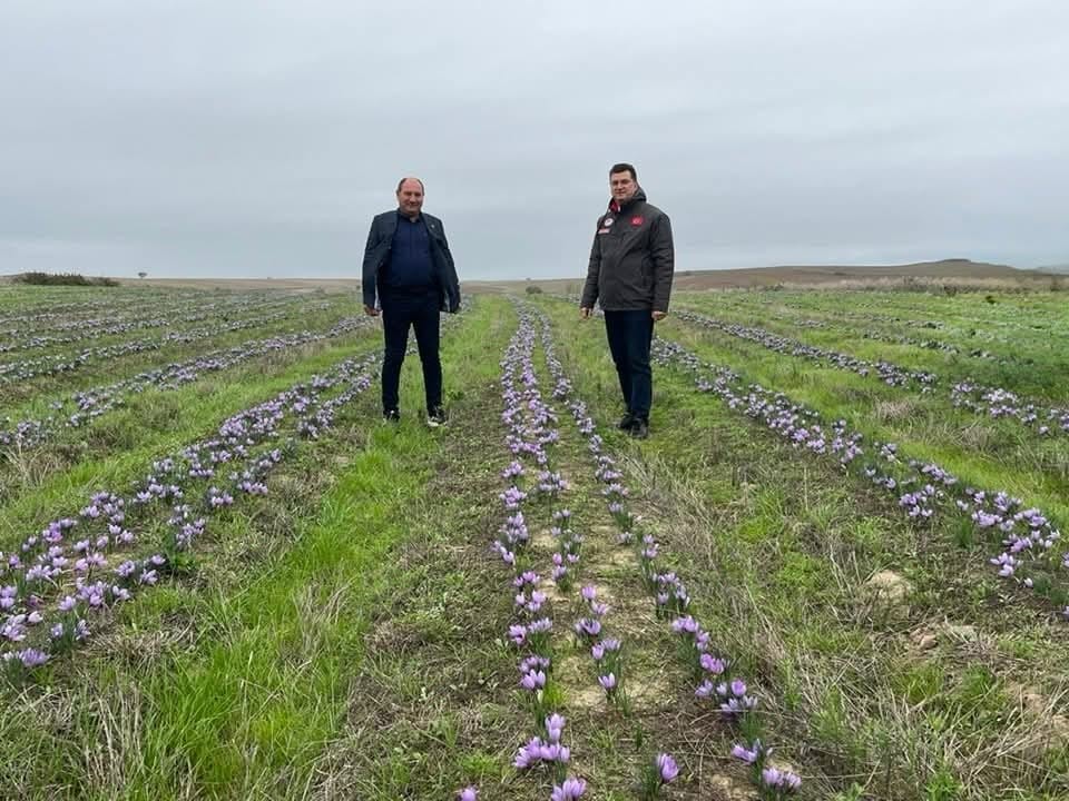 Tekirdağ’da safran üretimi yaygınlaşıyor