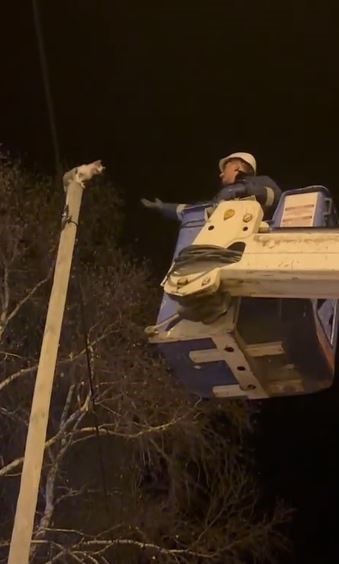 Direkte mahsur kalan kediyi Aras EDAŞ ekipleri kurtardı