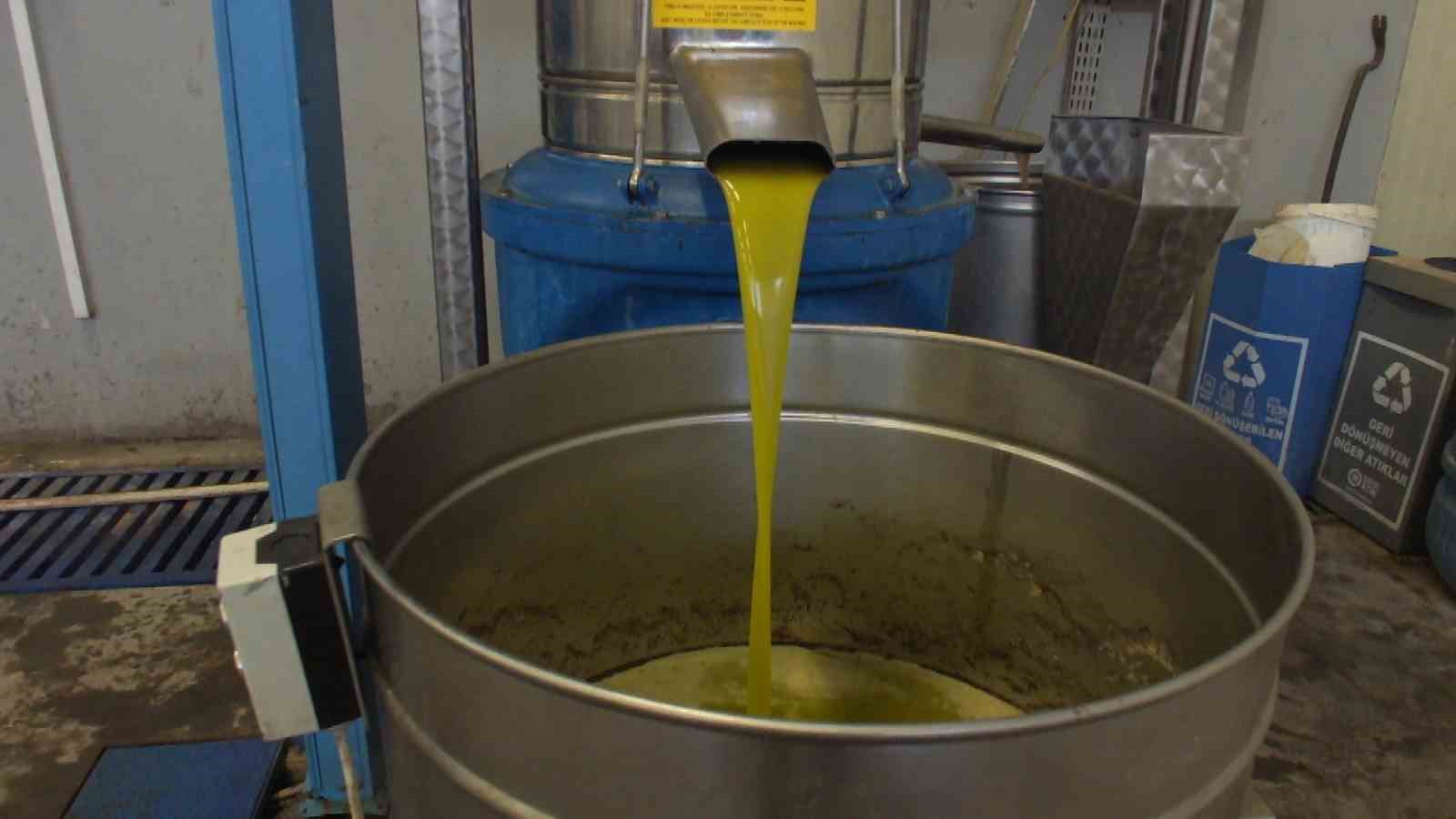 Burhaniye’de zeytinde rekolte düşük, ancak yağda kalite yüksek