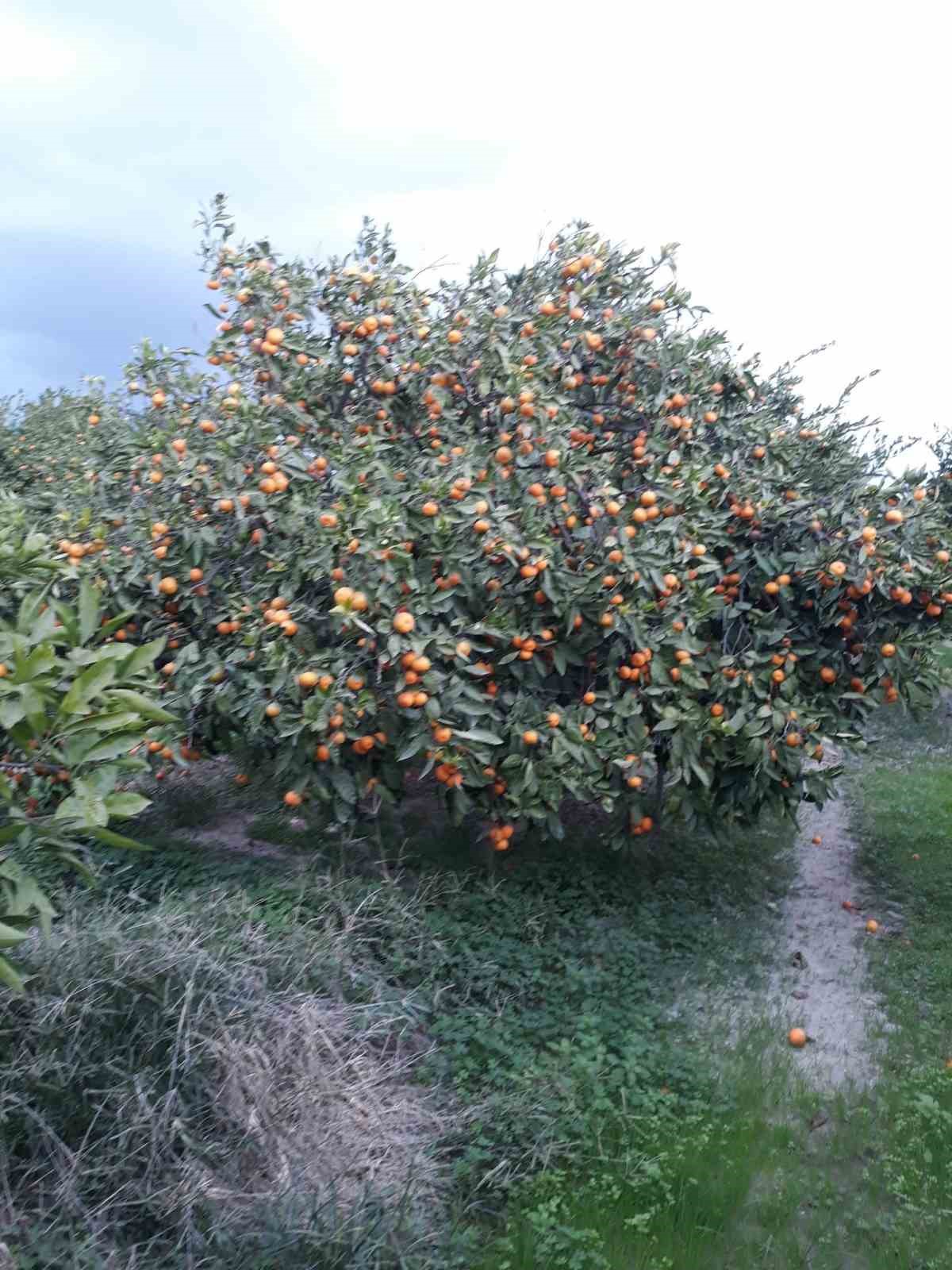 Söke’de zararlı popülasyonunda artış görüldü
