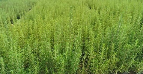 Muğla’da atıl araziler biberiye ile canlanıyor