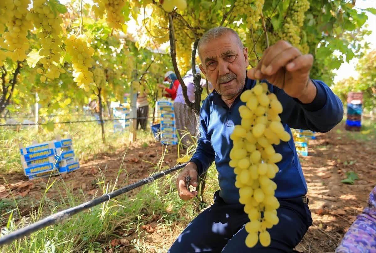 Sarıgöl’de üzüm fiyatları dibe vurdu