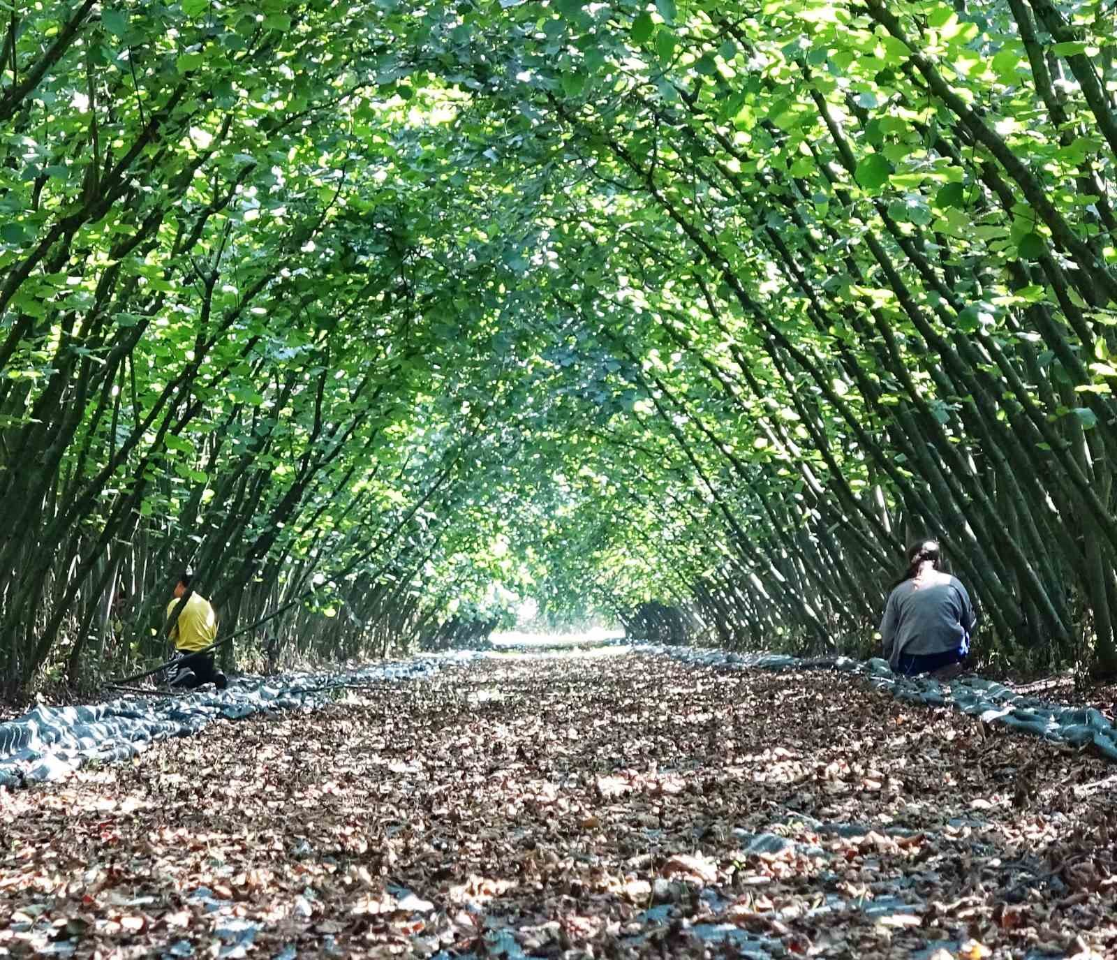 Samsun’da 63 yatırımcıya fındık hasat filesi hibesi