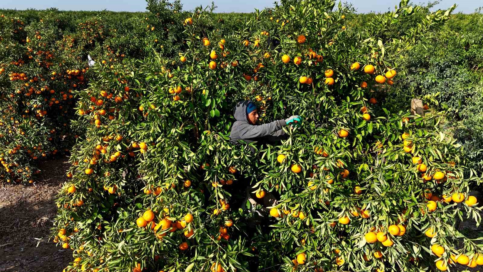 Tarım işçilerinin grevi mandalinayı dalında bıraktı: Kilosu 3 liraya kadar geriledi