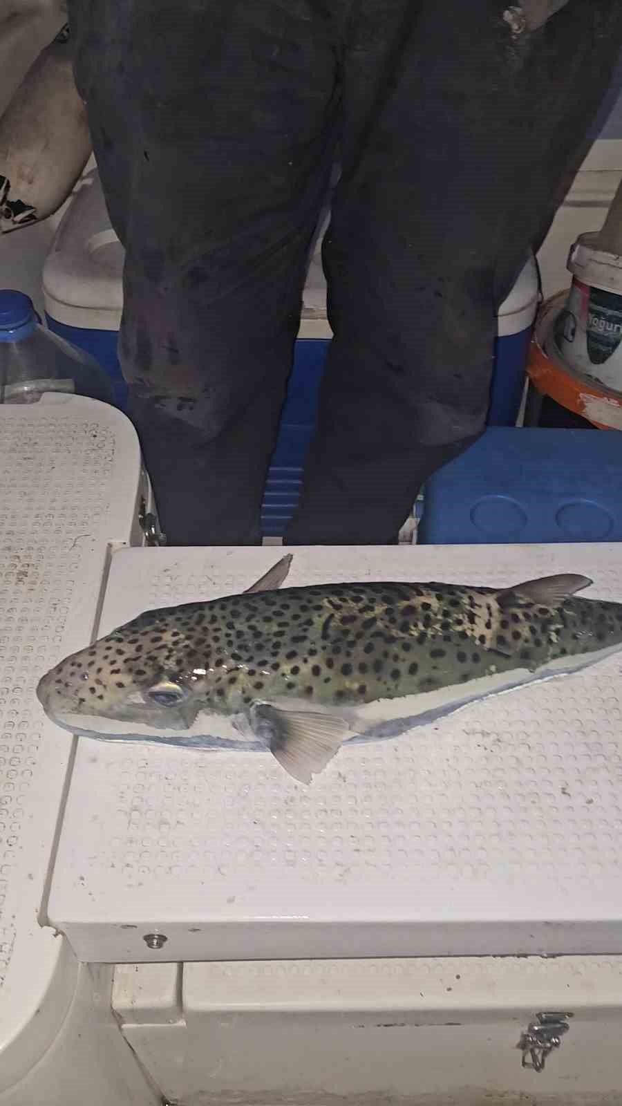 Gemlik Körfezi’nde benekli balon balığı şoku