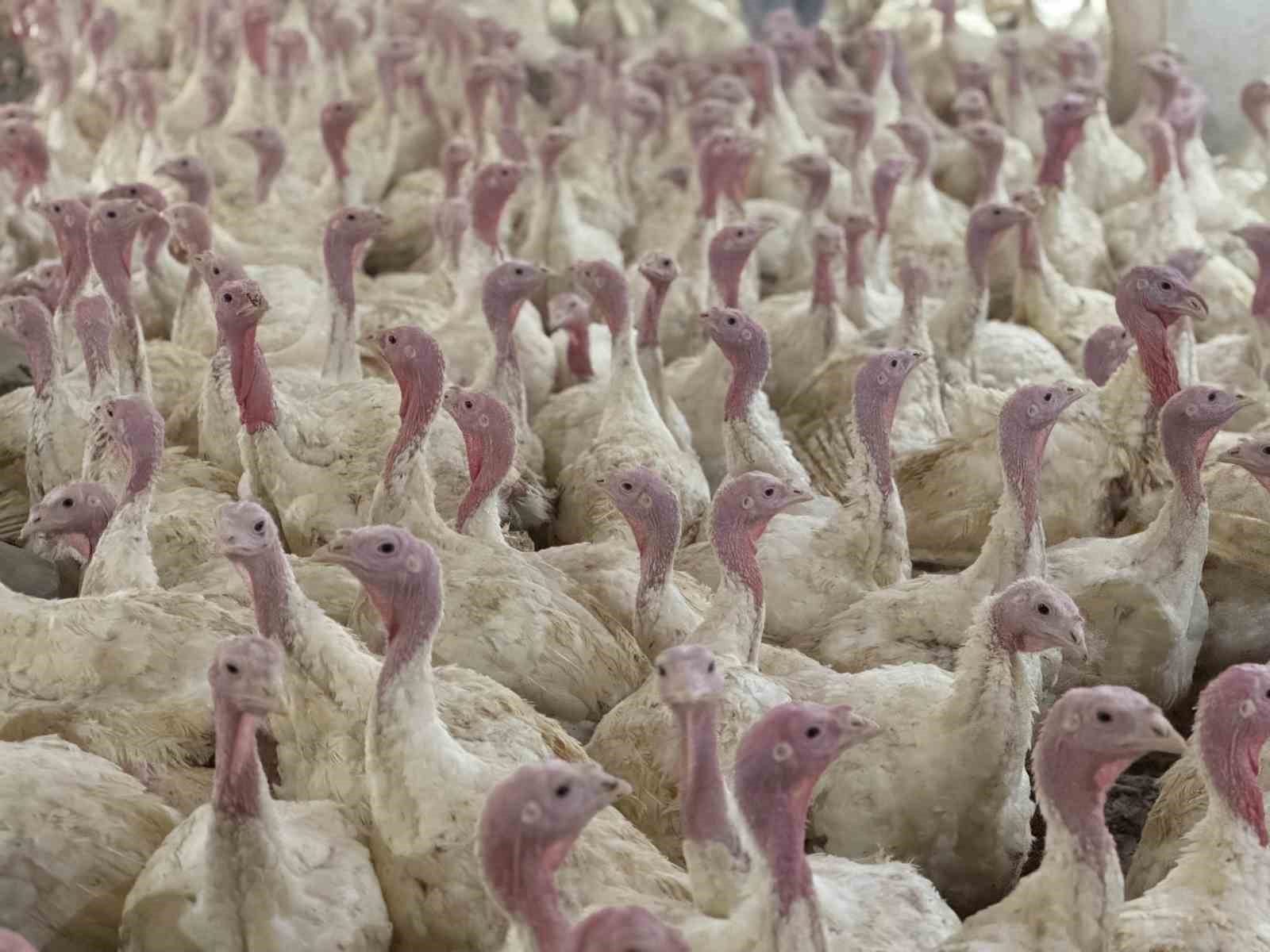 Bolu’da üreticilere 