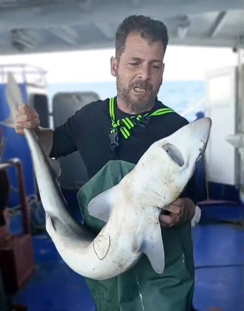 Ağa takılan köpekbalığı denize bırakıldı