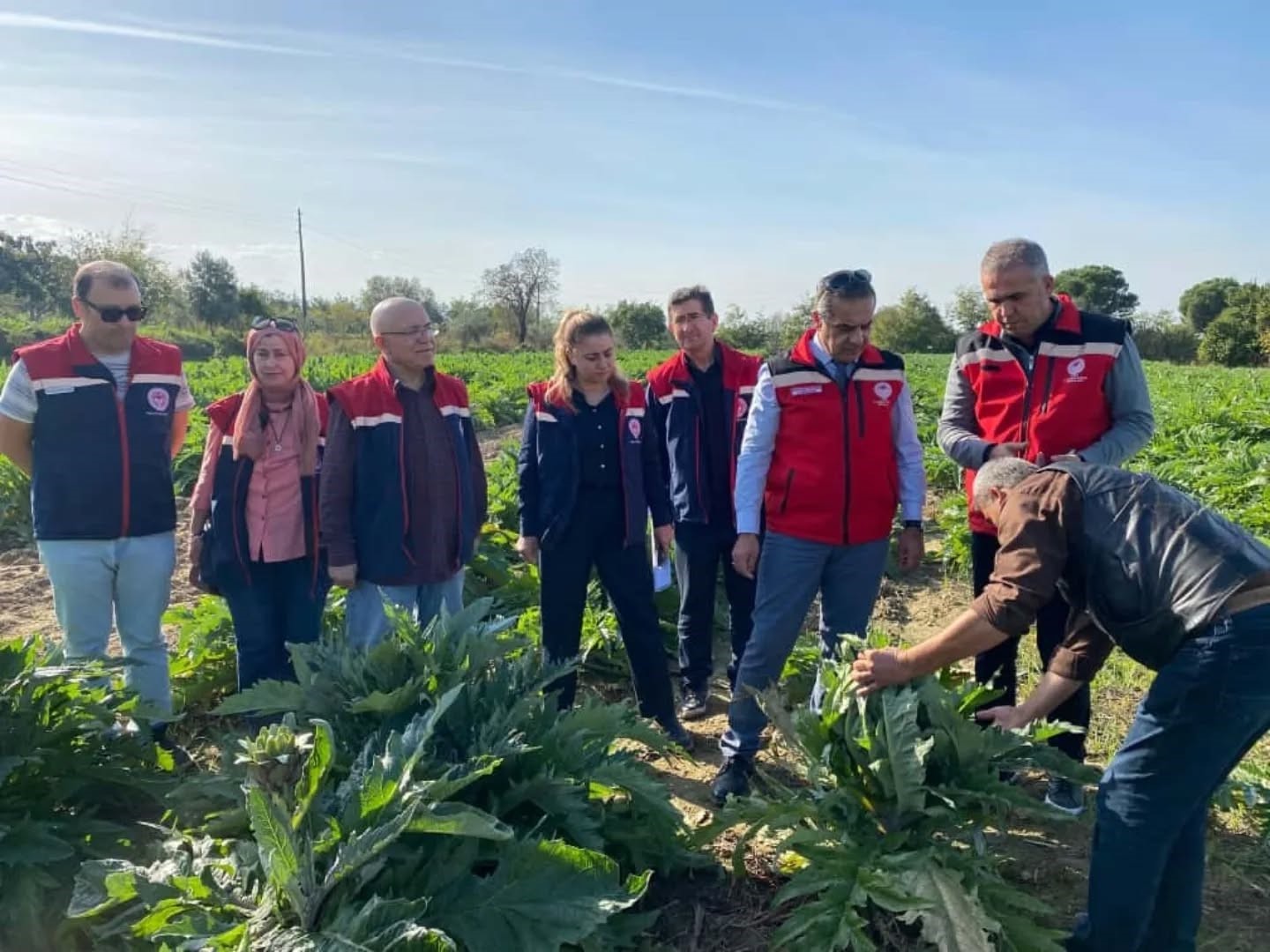 Aydın’da enginar üretimi yükselişte