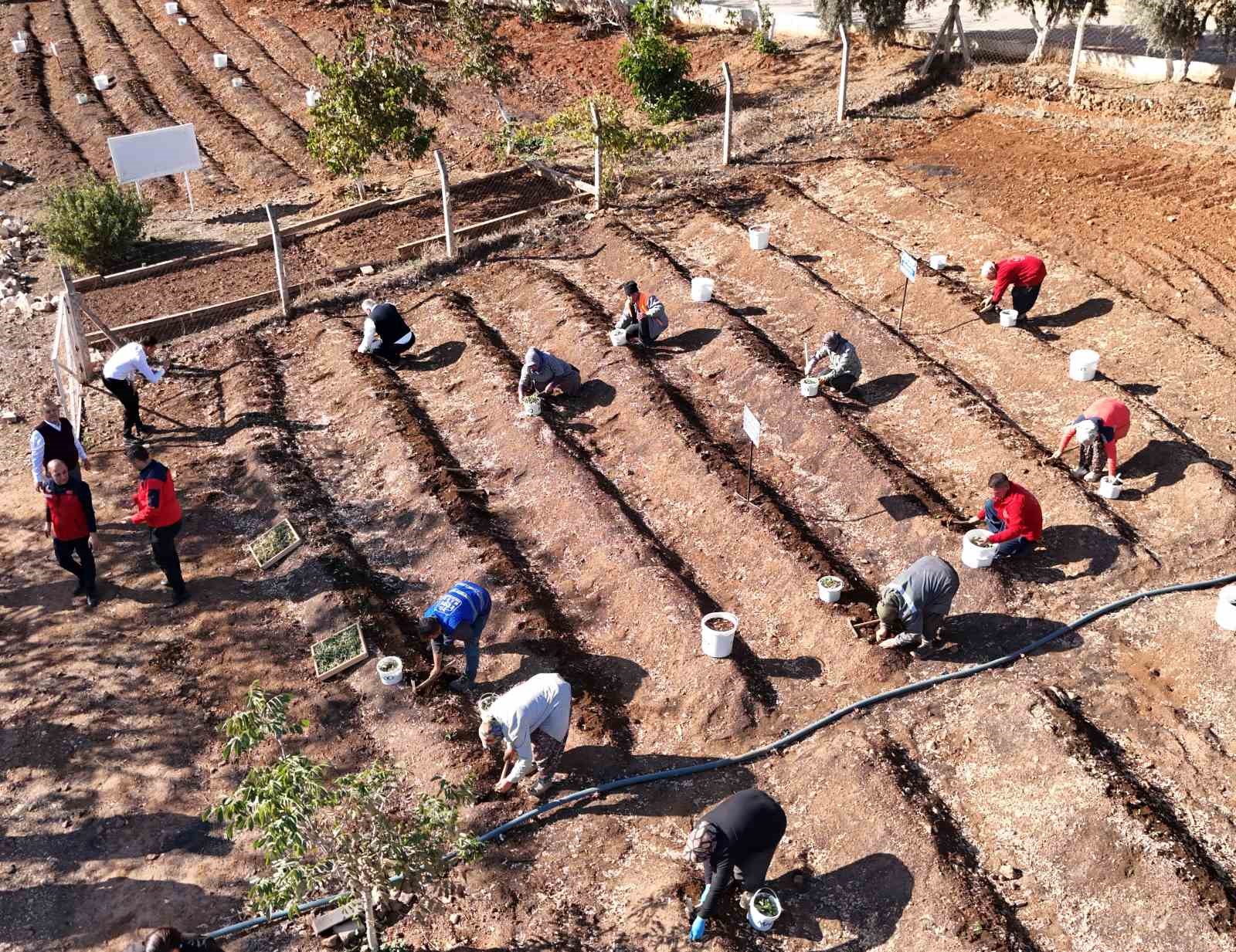 Salep toprakla buluşturuldu