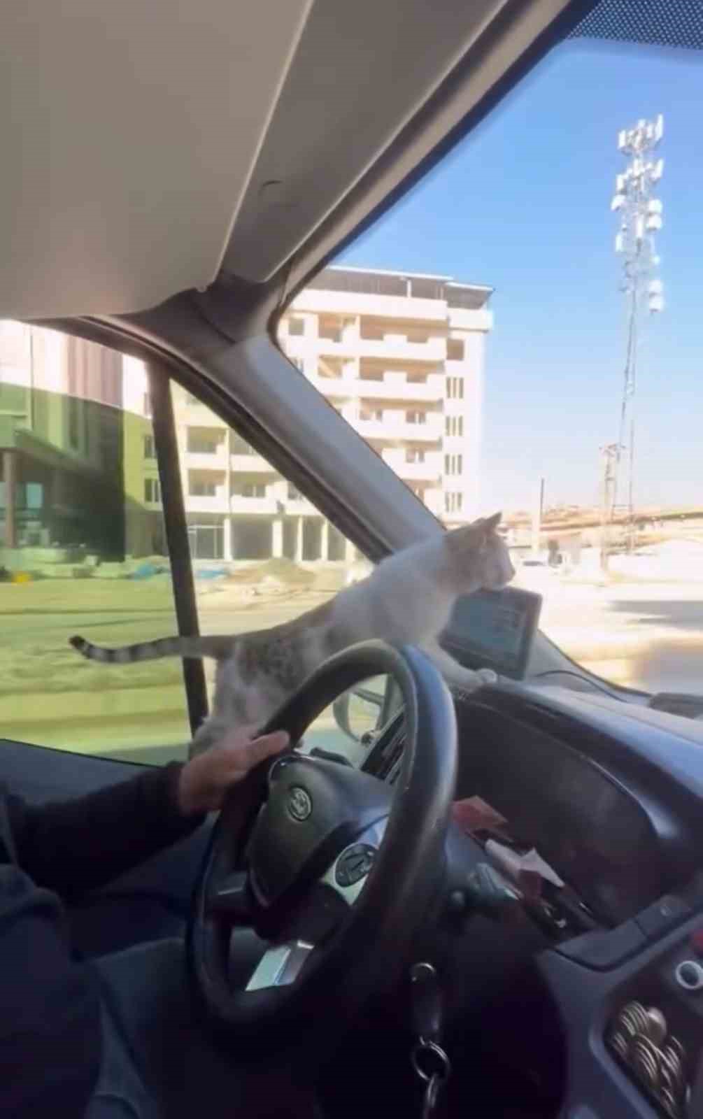 Donmak üzere olan kediyi aracına aldı: Şoförün duyarlı hareketi yolcuların takdirini topladı