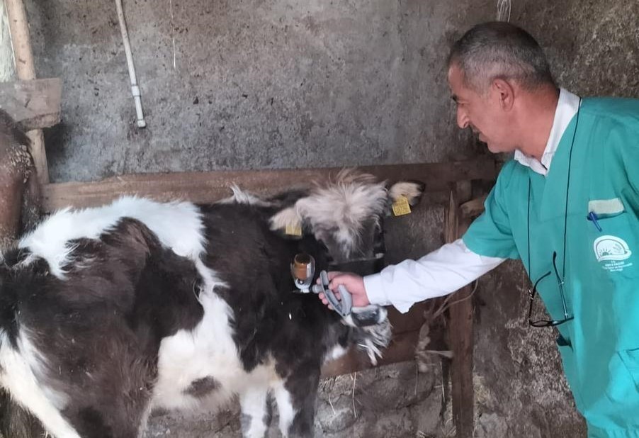 Beyşehir’de şap aşısı seferberliği