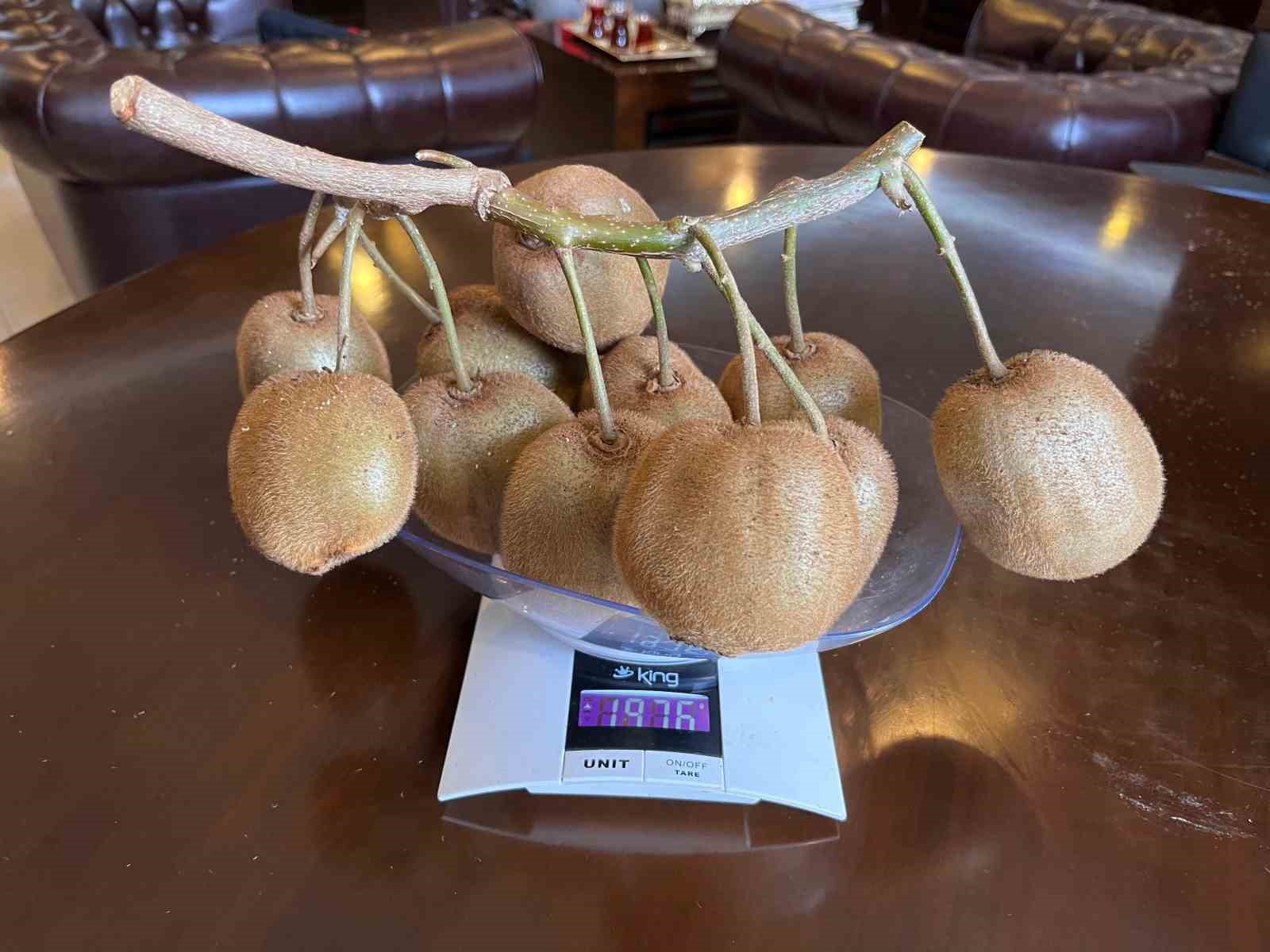 Çarşamba’da 180 gramlık kivi tescillendi