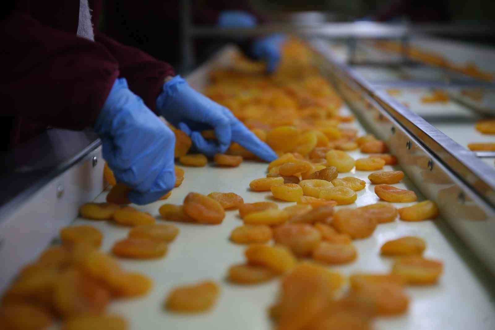 Zirai donun vurduğu coğrafi işaretli Malatya kayısısında hedef 300 milyon dolar gelir