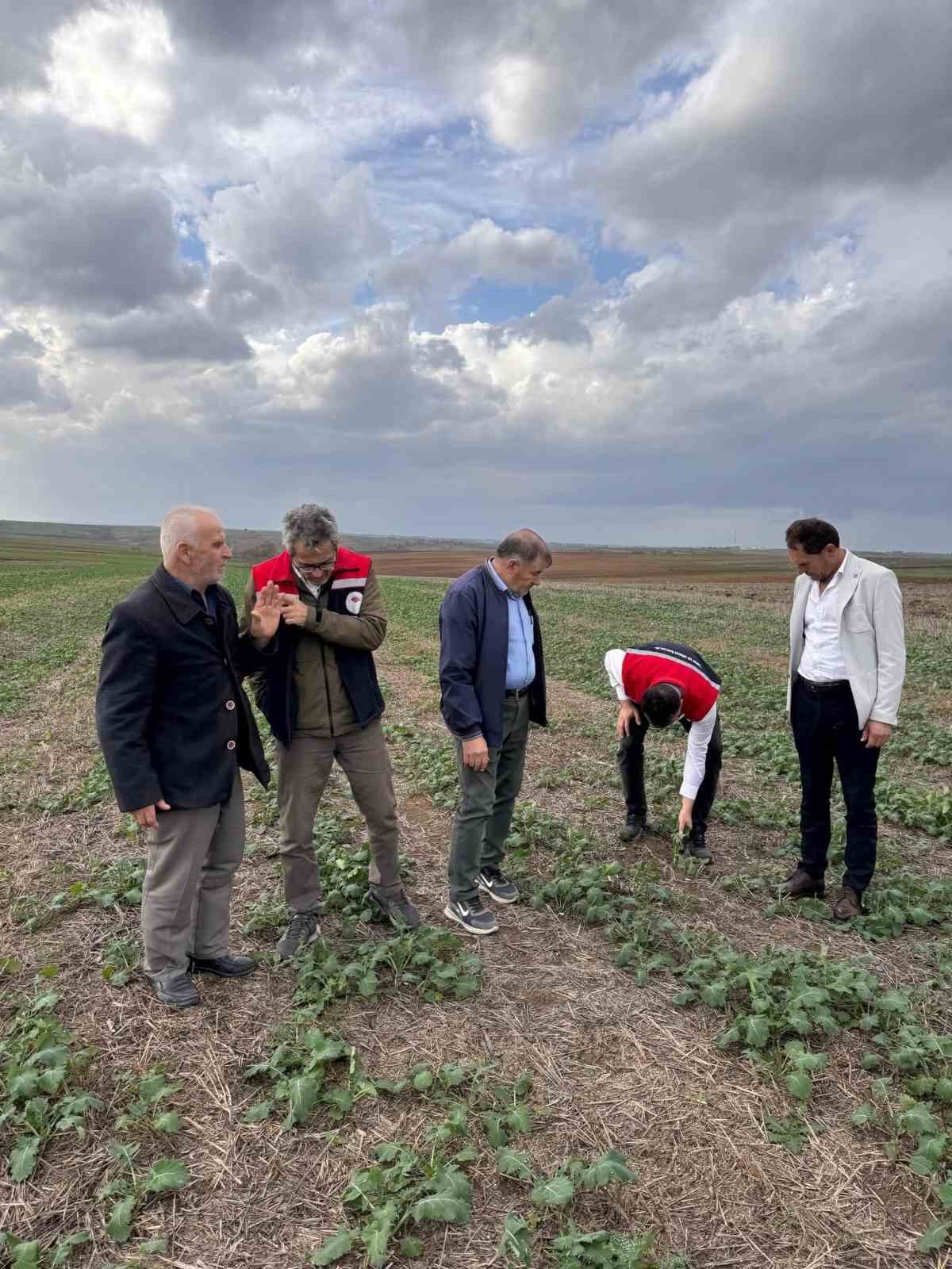 Tekirdağ’da anıza kanola ekimi