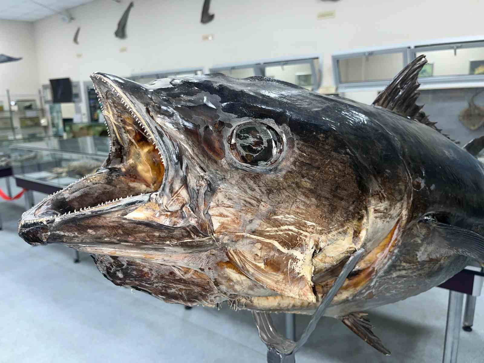 Balık sevdası ‘Deniz Canlıları Koleksiyon Merkezi’nde hayat buldu