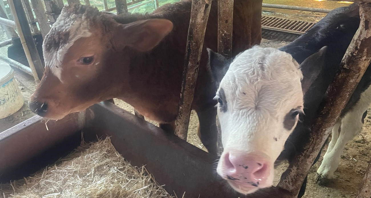 ABD Tarım Bakanlığı: 