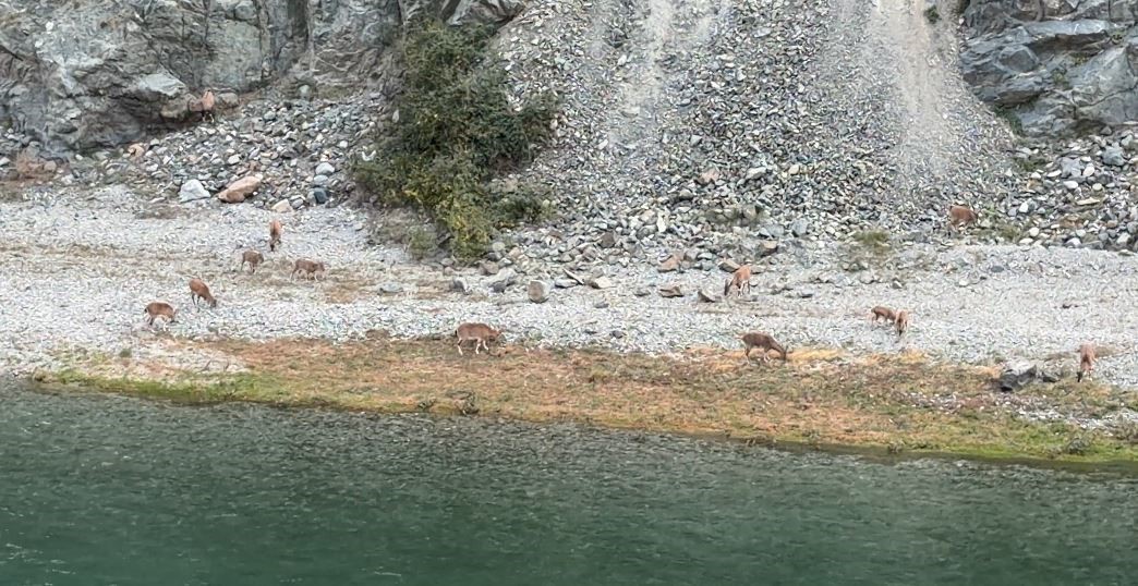 Artvin’de dağ keçileri sürüsü ilk kez bu kadar kalabalık görüntülendi