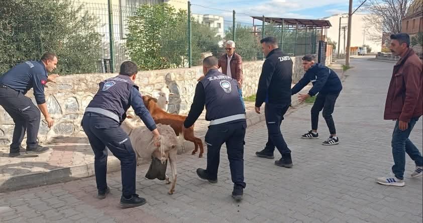 Germencik’te başıboş keçiler toplandı