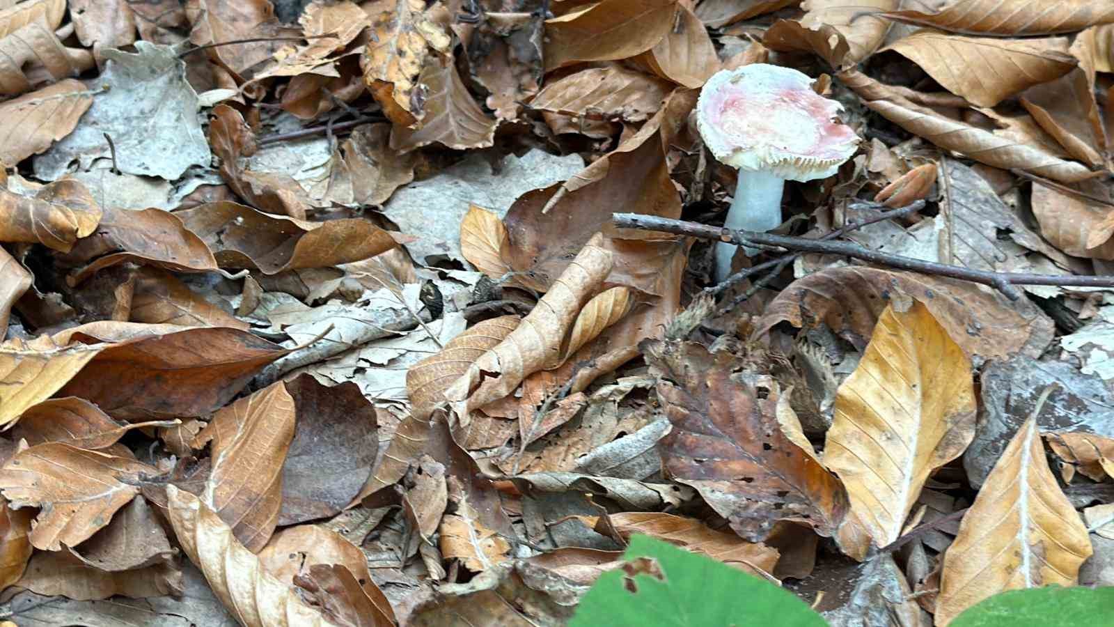 Uzmanından mantar uyarısı: 