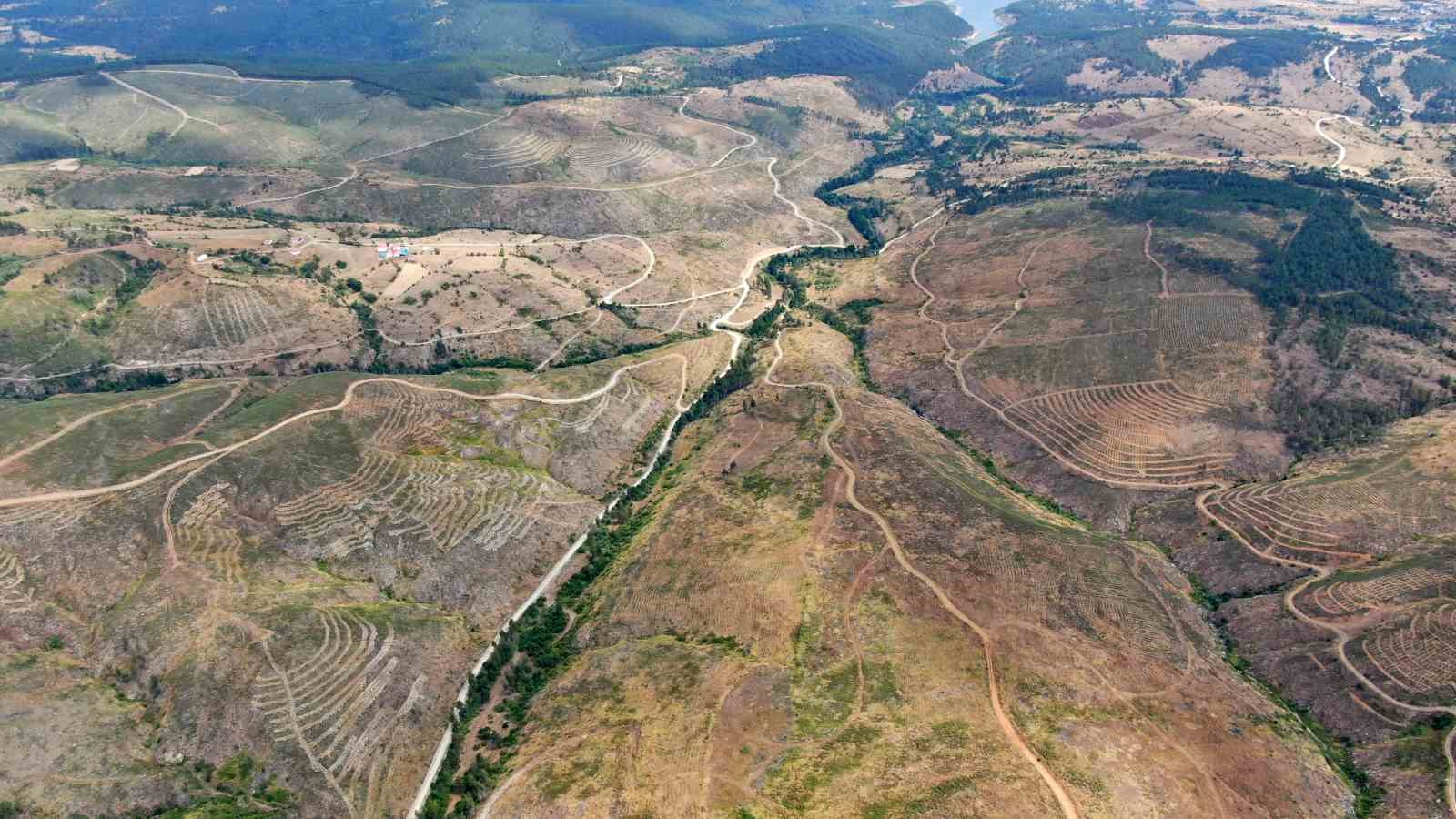 Kastamonu’da küle dönen bin 256 hektarlık orman yeniden ağaçlandırılıyor