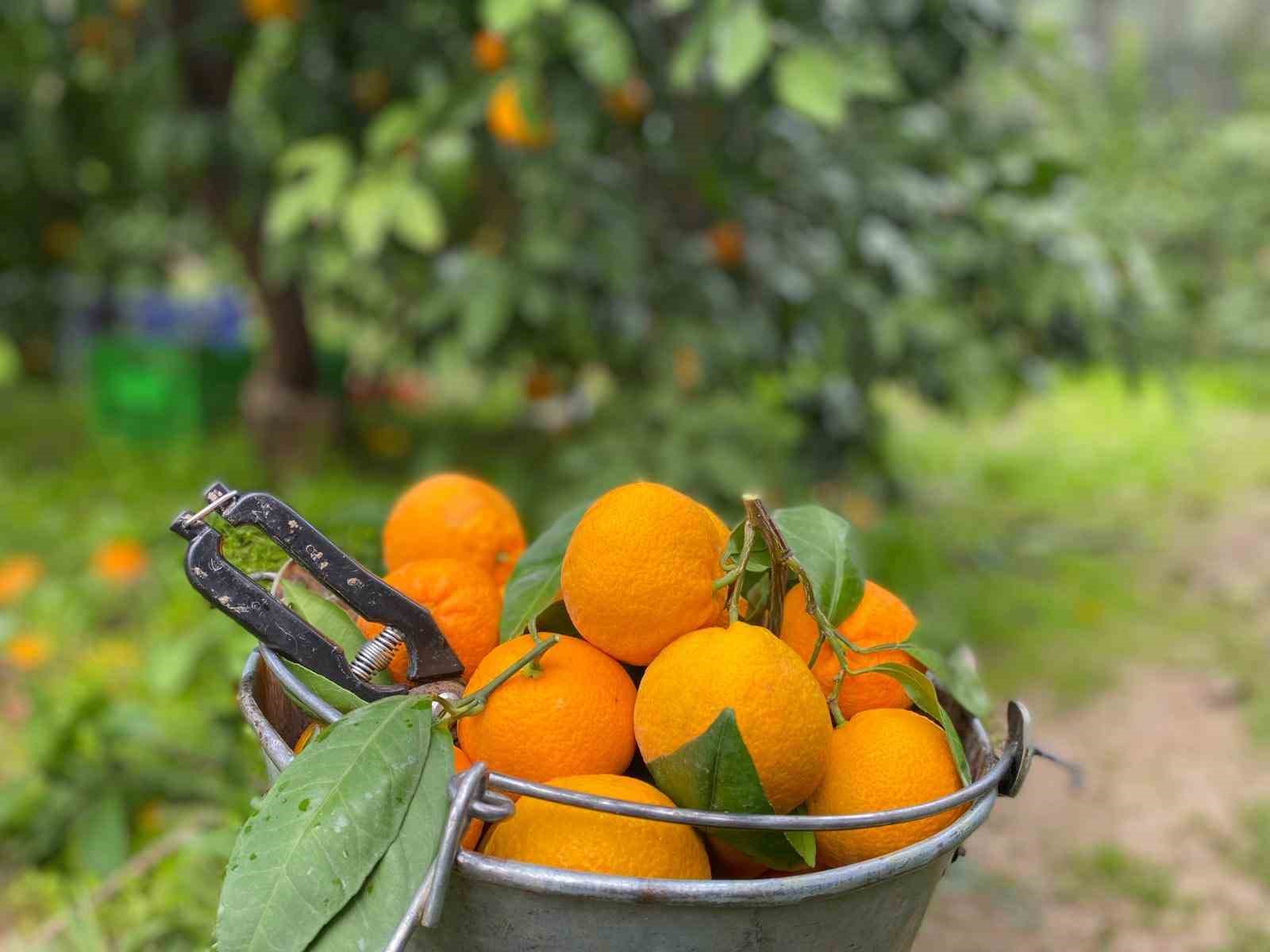 Havran Mandalinası’nda hasat vakti