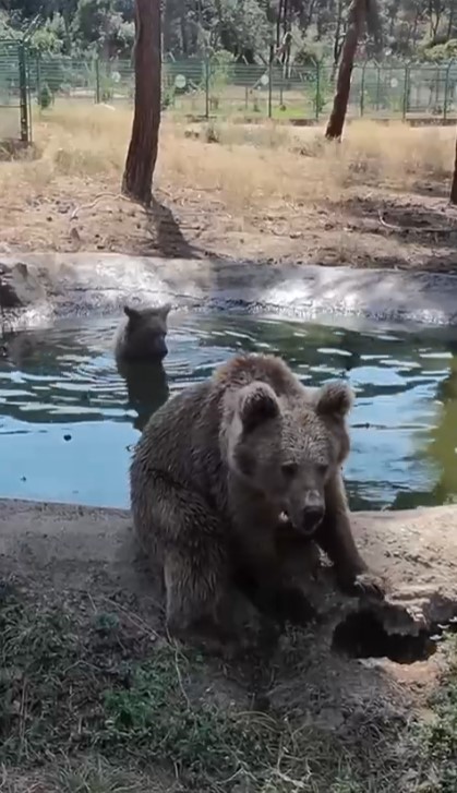 Kış uykusundan önce son banyo