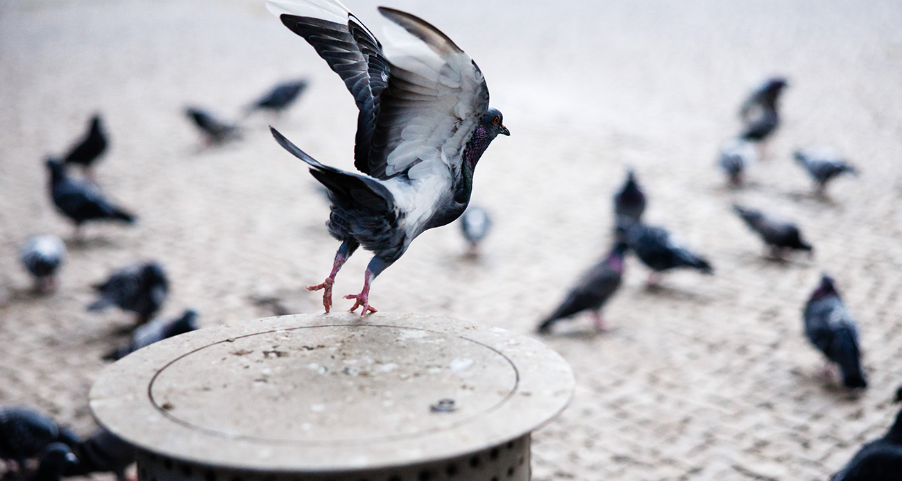 Rusya'dan güvercinlerin uçuşuna yön veren 