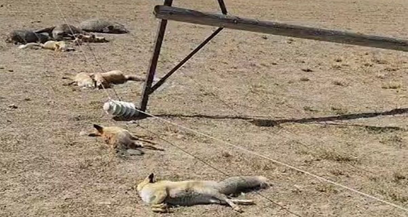 Van’da korkunç manzara: Düşen enerji hattı yaban hayvanlarını öldürdü
