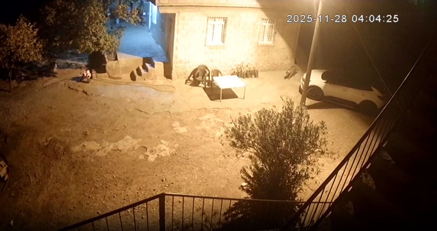 Şanlıurfa’da sırtlanlar tavuk kümesine girdi: Horoz ve tavukları çaldı