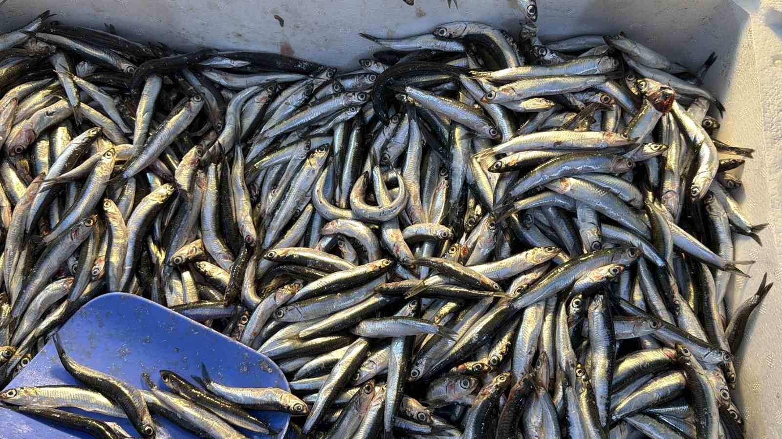 Palamut Gürcistan’a kaçınca tezgahlar hamsiyle doldu