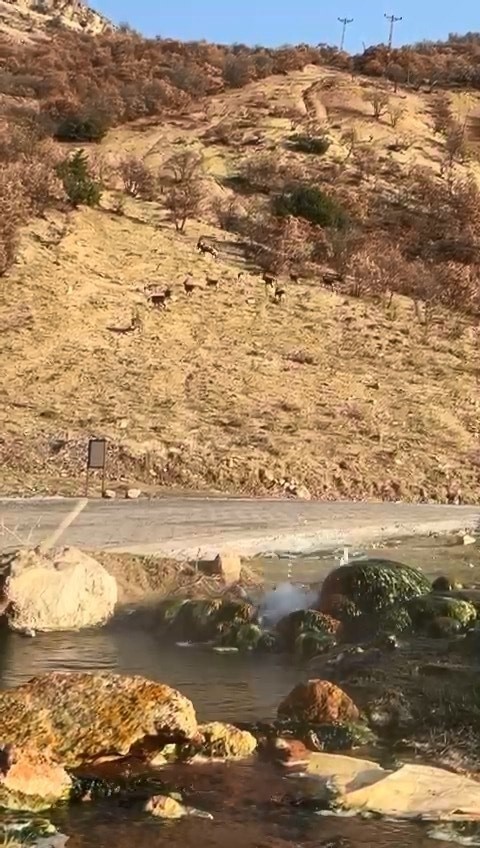 Elazığ’da nesli tükenme tehdidi altında olan dağ keçileri görüldü