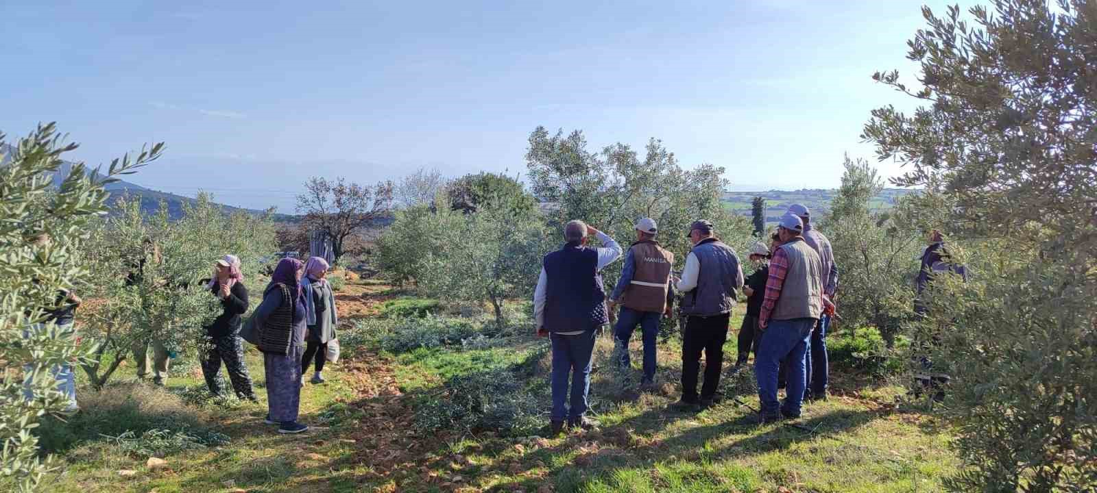 Salihli’de ücretsiz zeytin budama kursu başlıyor