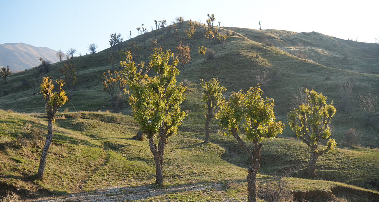 Köylüleri şaşırtan olay: Meşeler kış kapıdayken yeniden yeşerdi