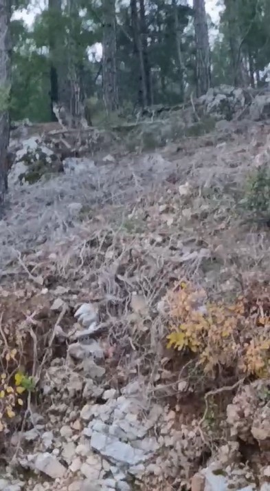 Alanya’da yerleşim alanına yakın bölgede kurt görüntülendi