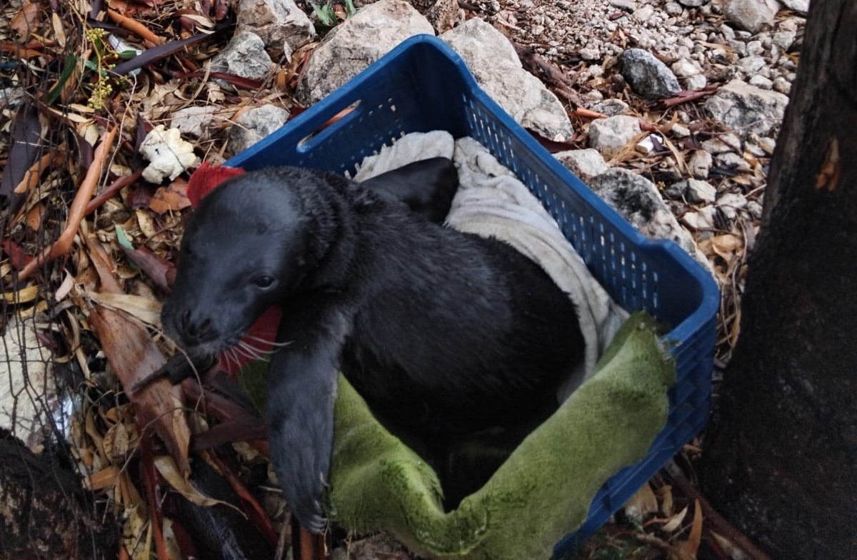 Yavru foka balıkçı şefkati: 