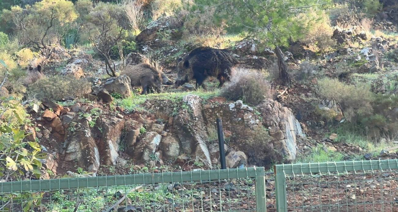 Marmaris’te domuz istilası sürüyor: 