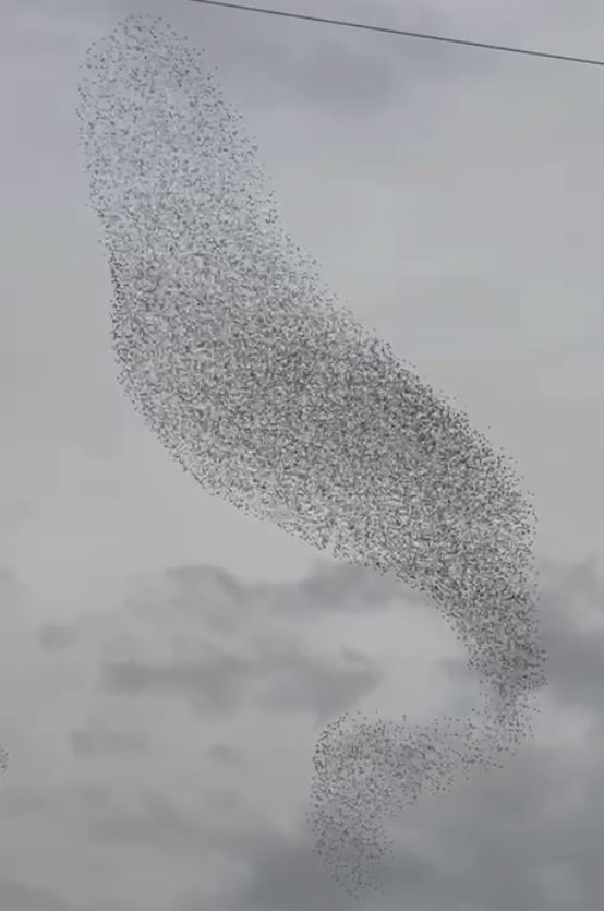 Karapınar’da sığırcık kuşları görsel şölen oluşturdu