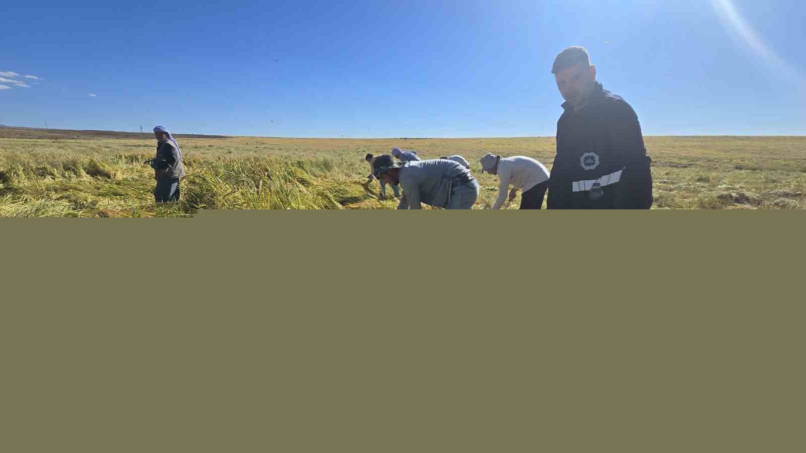 Volkanik arazide yetiştirilen Karacadağ pirinci zengin mineral oranıyla dikkat çekiyor